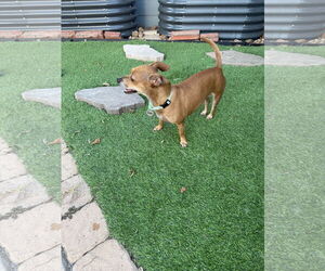 Rat-Cha Dogs for adoption in Princeton, MN, USA