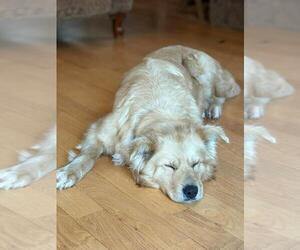 Retriever -Unknown Mix Dogs for adoption in Calgary, Alberta, Canada