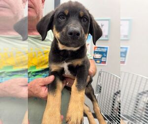 Mutt Dogs for adoption in Calgary, Alberta, Canada