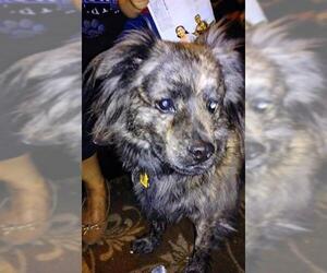 Mutt Dogs for adoption in San Antonio, TX, USA