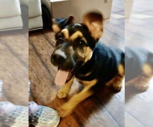 Mutt Dogs for adoption in Oak Bluffs, MA, USA
