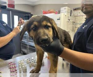 German Shepherd Dog-Unknown Mix Dogs for adoption in Visalia, CA, USA