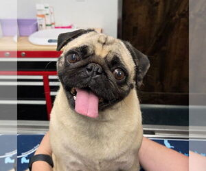 Pug Dogs for adoption in Chico, CA, USA