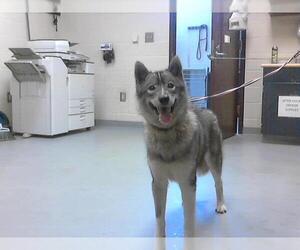 Huskies -Unknown Mix Dogs for adoption in Fayetteville, NC, USA