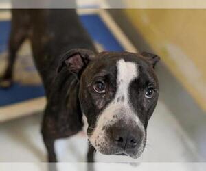 Bullboxer Pit Dogs for adoption in Tulsa, OK, USA