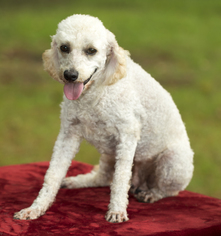 Poodle (Miniature) Dogs for adoption in Santa Fe, TX, USA