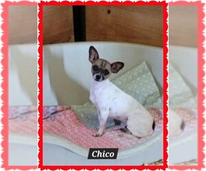 Chihuahua Dogs for adoption in Granbury, TX, USA