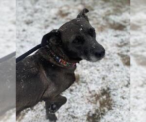 Plott Hound-Unknown Mix Dogs for adoption in Mechanicsburg, PA, USA