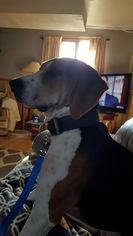 Treeing Walker Coonhound Dogs for adoption in Amherst, OH, USA
