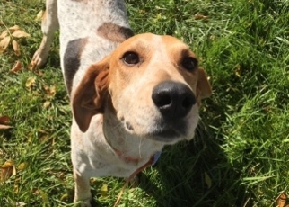 English Foxhound Dogs for adoption in Polson, MT, USA
