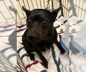 Chihuahua-Unknown Mix Dogs for adoption in Conroe, TX, USA