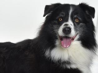 Border-Aussie Dogs for adoption in Burbank, CA, USA