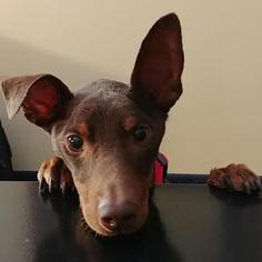 Miniature Pinscher Dogs for adoption in Dallas, TX, USA