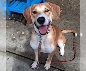 English Foxhound-Unknown Mix Dogs for adoption in Ocala, FL, USA