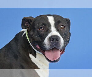 American Pit Bull Terrier Dogs for adoption in Pasadena, CA, USA