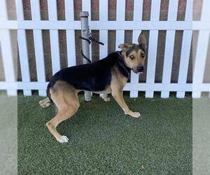 German Shepherd Dog-Unknown Mix Dogs for adoption in Modesto, CA, USA