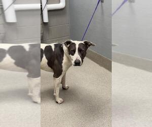 American Pit Bull Terrier-Unknown Mix Dogs for adoption in Las Vegas, NV, USA