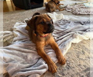 Pug-Rottweiler Mix Dogs for adoption in Santa Cruz, CA, USA