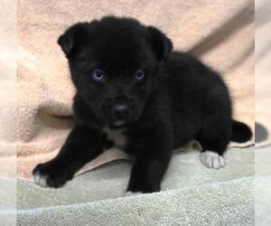 Mutt Dogs for adoption in Thief River Falls, MN, USA