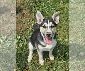 German Shepherd Dog-Unknown Mix Dogs for adoption in Cliffwood, NJ, USA