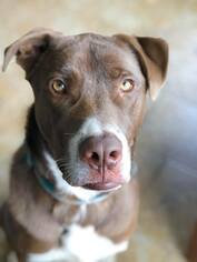 Saint Bernard Dogs for adoption in Ashland, WI, USA