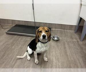 Beagle Dogs for adoption in Pasadena, CA, USA