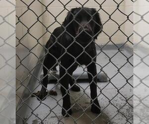Labrador Retriever-Unknown Mix Dogs for adoption in Anchorage, AK, USA
