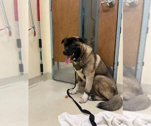 Akita Dogs for adoption in Fremont, CA, USA