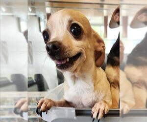 Chihuahua Dogs for adoption in Plano, TX, USA