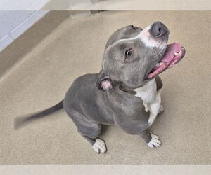 Mutt Dogs for adoption in Decatur, IL, USA