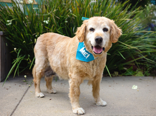 Golden Retriever Dogs for adoption in Pacific Grove, CA, USA