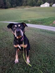Boxweiler Dogs for adoption in Wilmington, DE, USA