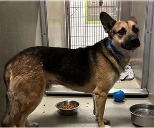 Gerberian Shepsky Dogs for adoption in Rancho Cucamonga, CA, USA