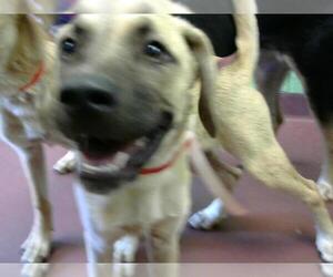 Black Mouth Cur Dogs for adoption in Murfreesboro, TN, USA