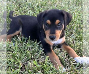 German Shepherd Dog-Unknown Mix Dogs for adoption in Royal Palm Beach, FL, USA