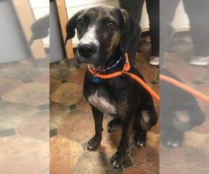 German Shorthaired Lab Dogs for adoption in Minneapolis, MN, USA