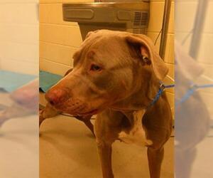 Unknown-Weimaraner Mix Dogs for adoption in Sanford, FL, USA