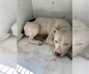 American Pit Bull Terrier Dogs for adoption in Houston, TX, USA