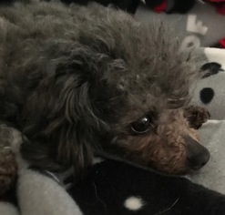 Poodle (Toy) Dogs for adoption in Pottstown, PA, USA