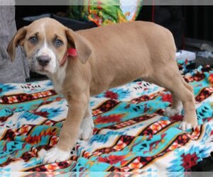 Lab-Pointer Dogs for adoption in Bandera, TX, USA