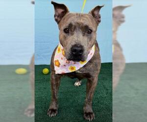 American Pit Bull Terrier Dogs for adoption in Bakersfield, CA, USA
