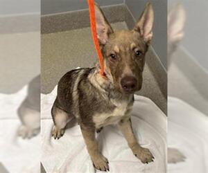 German Shepherd Dog-Siberian Husky Mix Dogs for adoption in Las Vegas, NV, USA