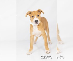 Labrador Retriever-Unknown Mix Dogs for adoption in Tuscaloosa, AL, USA