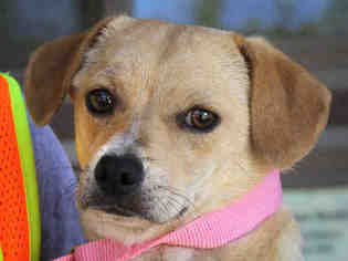Medium Photo #1 Beagle-Unknown Mix Puppy For Sale in Ojai, CA, USA