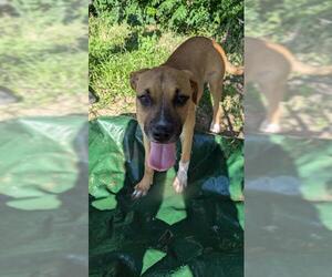 Boxer-Unknown Mix Dogs for adoption in San Antonio, TX, USA