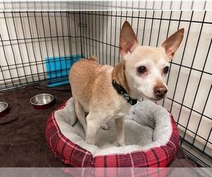 Chihuahua-Unknown Mix Dogs for adoption in Myrtle Beach, SC, USA