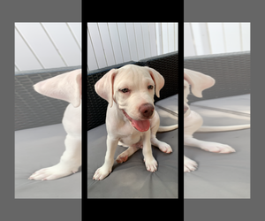 Labrador Retriever-Unknown Mix Dogs for adoption in Royal Palm Beach, FL, USA