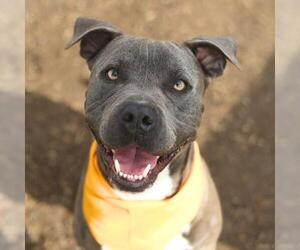 American Staffordshire Terrier-Unknown Mix Dogs for adoption in San Antonio, TX, USA