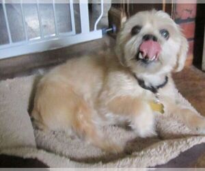 Shih Tzu Dogs for adoption in East Brunswick, NJ, USA
