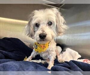 Shih Tzu Dogs for adoption in Orange, CA, USA